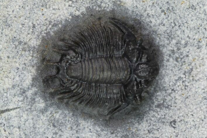 Scarce Acanthopyge Trilobite - Morocco #128945